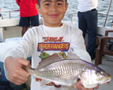rockfish