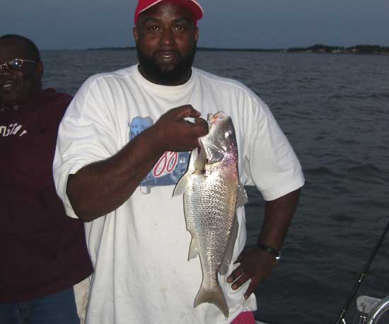 Seatrout