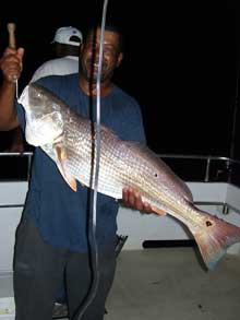 Drum Kingfish II