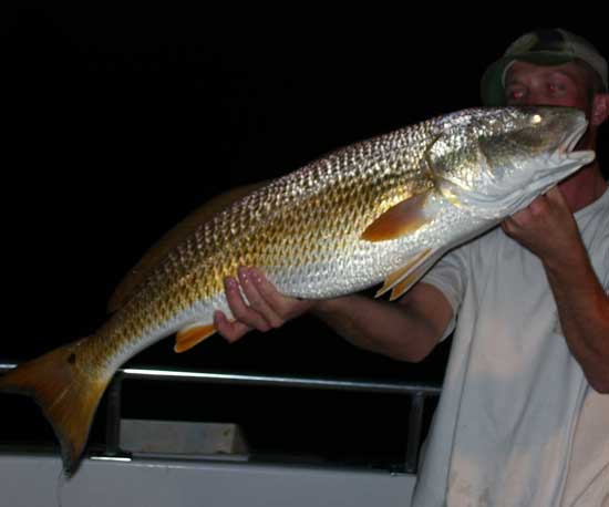 Seatrout