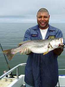 Sea Trout Kingfish II