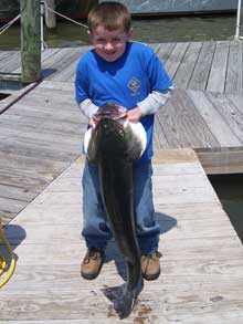 Rockfish Kingfish II